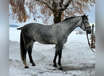 Niemiecki koń sportowy, Wałach, 6 lat, 170 cm, Siwa