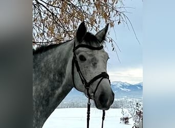 Niemiecki koń sportowy, Wałach, 6 lat, 170 cm, Siwa