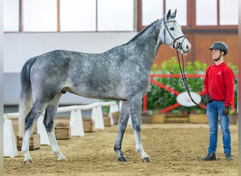 Niemiecki koń sportowy, Wałach, 6 lat, 171 cm, Siwa