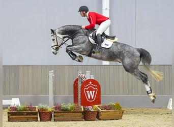 Niemiecki koń sportowy, Wałach, 6 lat, 171 cm, Siwa