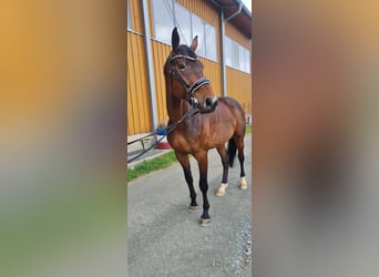 Niemiecki koń sportowy, Wałach, 6 lat, 172 cm, Ciemnogniada