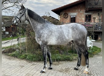 Niemiecki koń sportowy, Wałach, 6 lat, 172 cm, Siwa