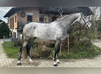 Niemiecki koń sportowy, Wałach, 6 lat, 172 cm, Siwa