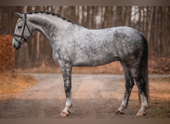 Niemiecki koń sportowy, Wałach, 6 lat, 173 cm, Siwa jabłkowita