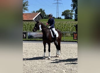 Niemiecki koń sportowy, Wałach, 6 lat, 175 cm, Gniada