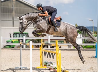 Niemiecki koń sportowy, Wałach, 6 lat, 176 cm, Siwa