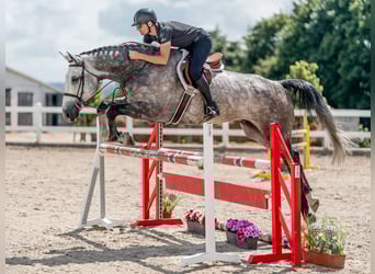Niemiecki koń sportowy, Wałach, 6 lat, 176 cm, Siwa