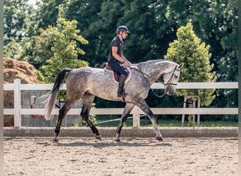 Niemiecki koń sportowy, Wałach, 6 lat, 176 cm, Siwa