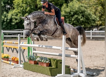 Niemiecki koń sportowy, Wałach, 6 lat, 176 cm, Siwa