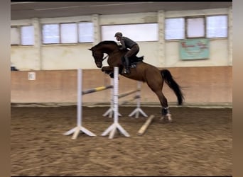 Niemiecki koń sportowy, Wałach, 6 lat, 182 cm, Gniada