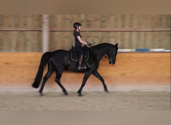 Niemiecki koń sportowy, Wałach, 7 lat, 164 cm, Skarogniada