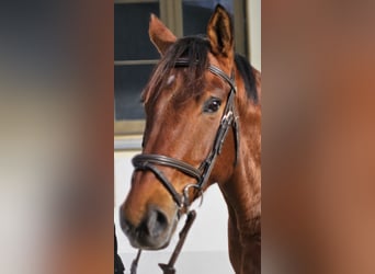 Niemiecki koń sportowy, Wałach, 7 lat, 165 cm, Gniada