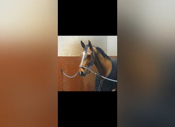 Niemiecki koń sportowy, Wałach, 7 lat, 165 cm, Gniada