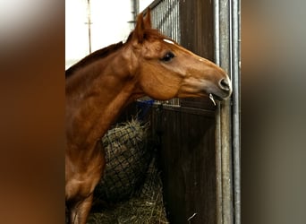 Niemiecki koń sportowy, Wałach, 7 lat, 165 cm, Kasztanowata