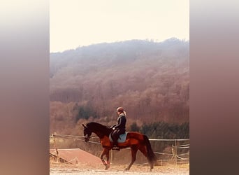 Niemiecki koń sportowy, Wałach, 7 lat, 167 cm, Gniada
