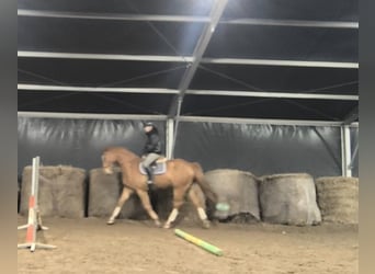 Niemiecki koń sportowy, Wałach, 7 lat, 167 cm, Kasztanowata