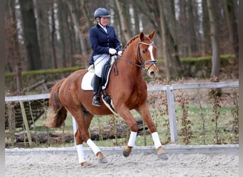 Niemiecki koń sportowy, Wałach, 7 lat, 167 cm, Kasztanowata