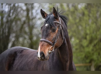 Niemiecki koń sportowy, Wałach, 7 lat, 168 cm, Ciemnogniada
