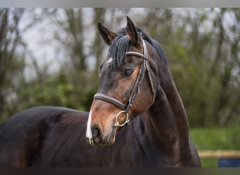 Niemiecki koń sportowy, Wałach, 7 lat, 168 cm, Ciemnogniada