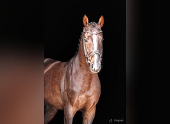 Niemiecki koń sportowy, Wałach, 7 lat, 169 cm, Ciemnokasztanowata