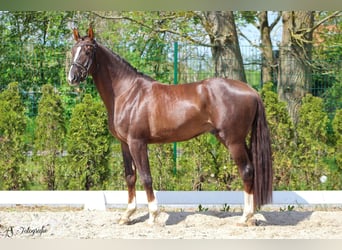 Niemiecki koń sportowy, Wałach, 7 lat, 169 cm, Ciemnokasztanowata