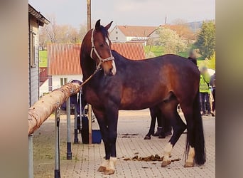 Niemiecki koń sportowy, Wałach, 7 lat, 170 cm, Ciemnogniada