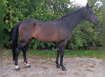 Niemiecki koń sportowy, Wałach, 7 lat, 172 cm, Ciemnogniada