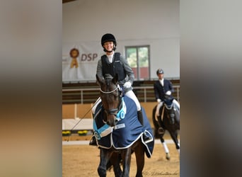Niemiecki koń sportowy, Wałach, 7 lat, 172 cm, Ciemnogniada