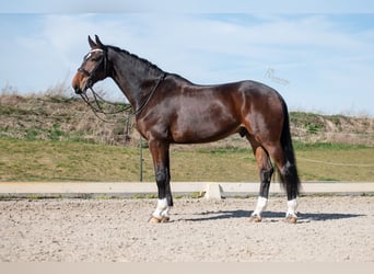 Niemiecki koń sportowy, Wałach, 7 lat, 177 cm, Gniada