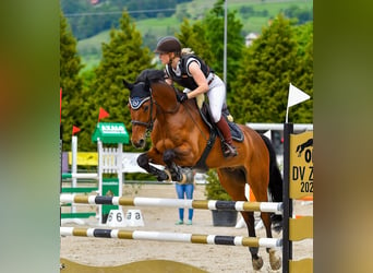 Niemiecki koń sportowy, Wałach, 8 lat, 162 cm, Gniada