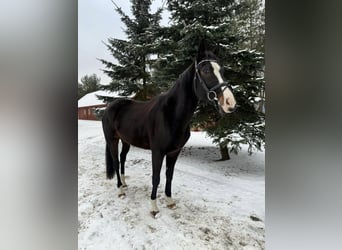 Niemiecki koń sportowy, Wałach, 8 lat, 164 cm, Skarogniada