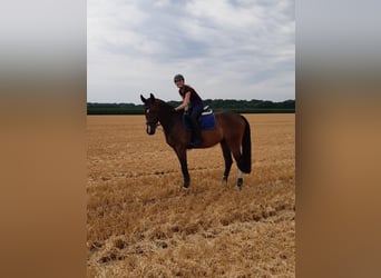 Niemiecki koń sportowy, Wałach, 8 lat, 168 cm, Ciemnogniada