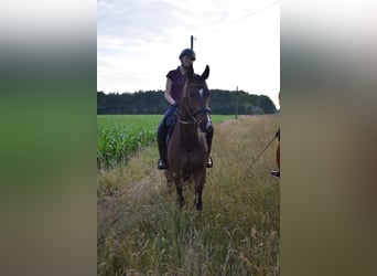Niemiecki koń sportowy, Wałach, 8 lat, 168 cm, Ciemnogniada