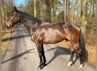 Niemiecki koń sportowy, Wałach, 8 lat, 170 cm, Ciemnogniada