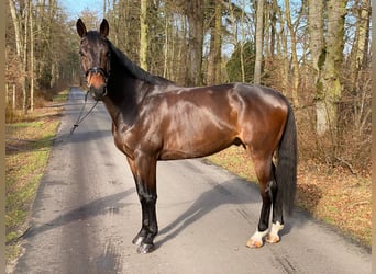 Niemiecki koń sportowy, Wałach, 8 lat, 170 cm, Ciemnogniada