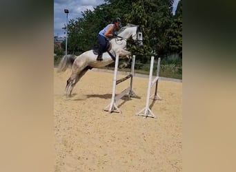 Niemiecki koń sportowy, Wałach, 8 lat, 170 cm, Siwa w hreczce