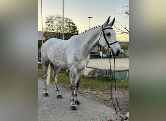 Niemiecki koń sportowy, Wałach, 8 lat, 172 cm, Siwa