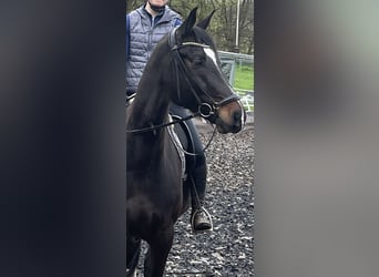 Niemiecki koń sportowy, Wałach, 8 lat, 173 cm, Ciemnogniada