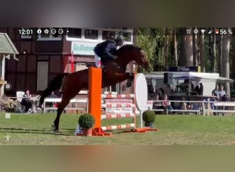 Niemiecki koń sportowy, Wałach, 8 lat, 173 cm, Gniada