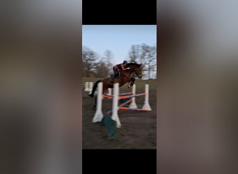 Niemiecki koń sportowy, Wałach, 8 lat, 173 cm, Gniada