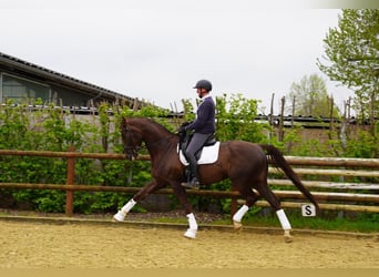 Niemiecki koń sportowy, Wałach, 8 lat, 176 cm, Ciemnokasztanowata
