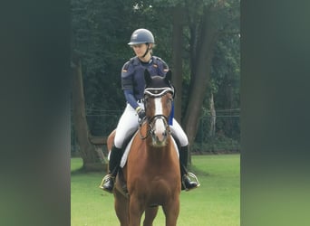 Niemiecki koń sportowy, Wałach, 8 lat, 177 cm, Kasztanowata