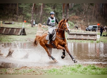Niemiecki koń sportowy, Wałach, 8 lat, 177 cm, Kasztanowata