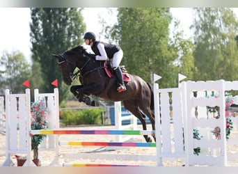 Niemiecki koń sportowy, Wałach, 9 lat, 164 cm, Może być siwy