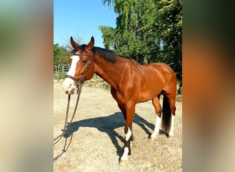 Niemiecki koń sportowy, Wałach, 9 lat, 166 cm, Gniada