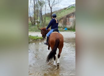 Niemiecki koń sportowy, Wałach, 9 lat, 166 cm, Kasztanowata
