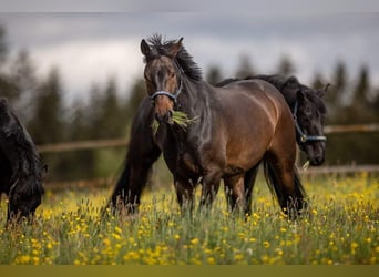 Niemiecki koń sportowy, Wałach, 9 lat, 172 cm, Ciemnogniada