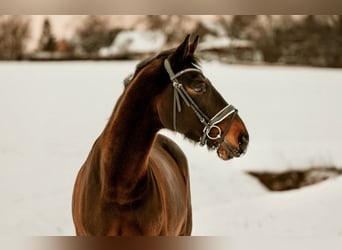 Niemiecki koń sportowy, Wałach, 9 lat, 173 cm, Gniada