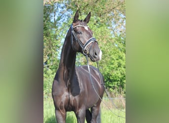Niemiecki koń sportowy, Wałach, 9 lat, 173 cm, Kara