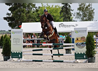 Niemiecki koń sportowy, Wałach, 9 lat, 178 cm, Gniada